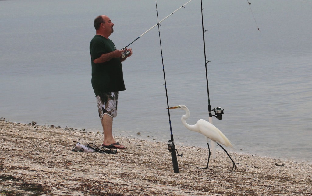 Kuva 24. Jalohaikara kalastaa Sanibelilla. (21.4.)