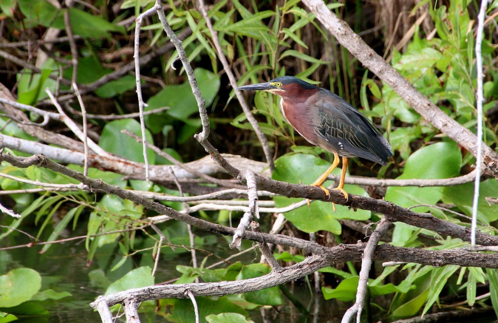 Kuva 36. Amerikankyyryhaikara Anhinga Traililla. (24.4.)